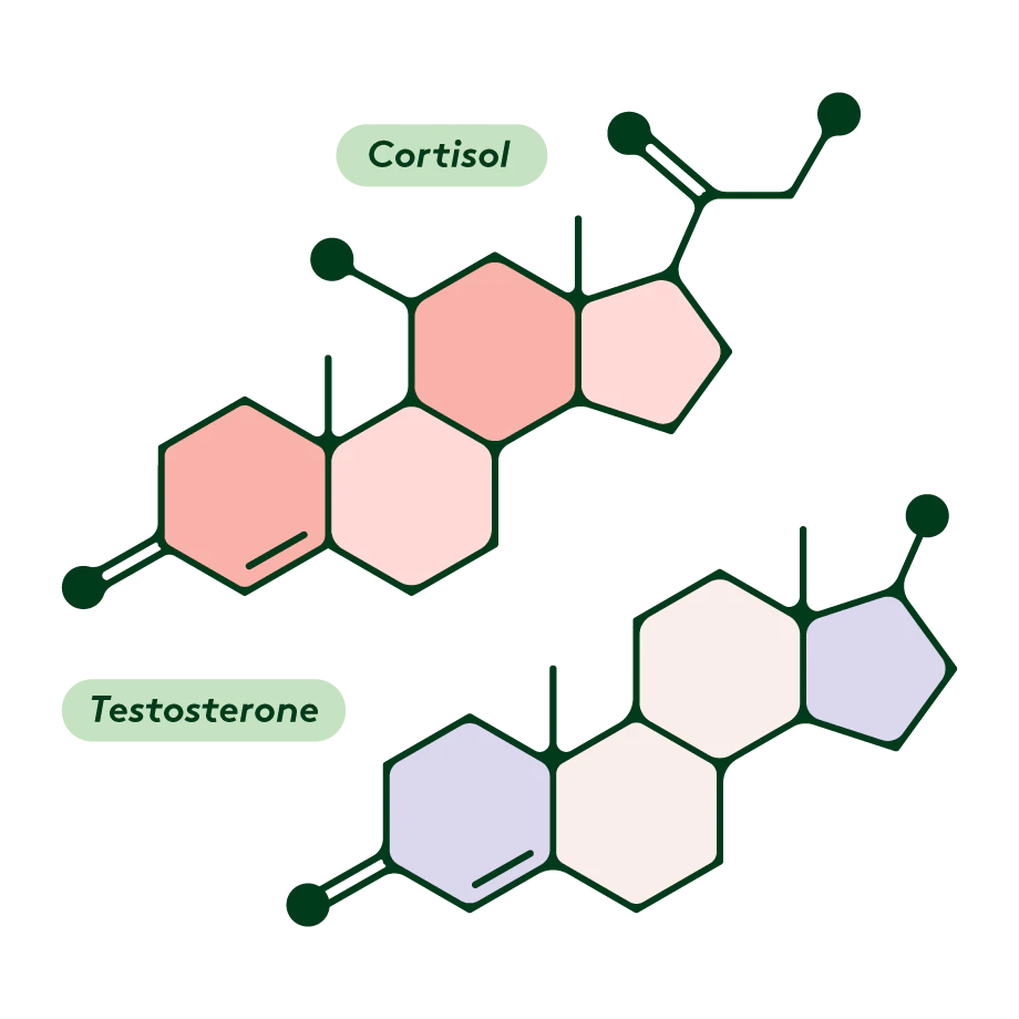 cortisol and testosterone