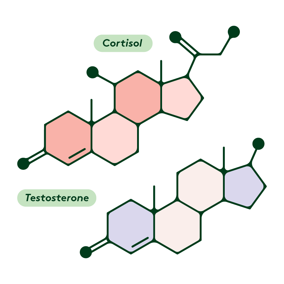 cortisol and testosterone