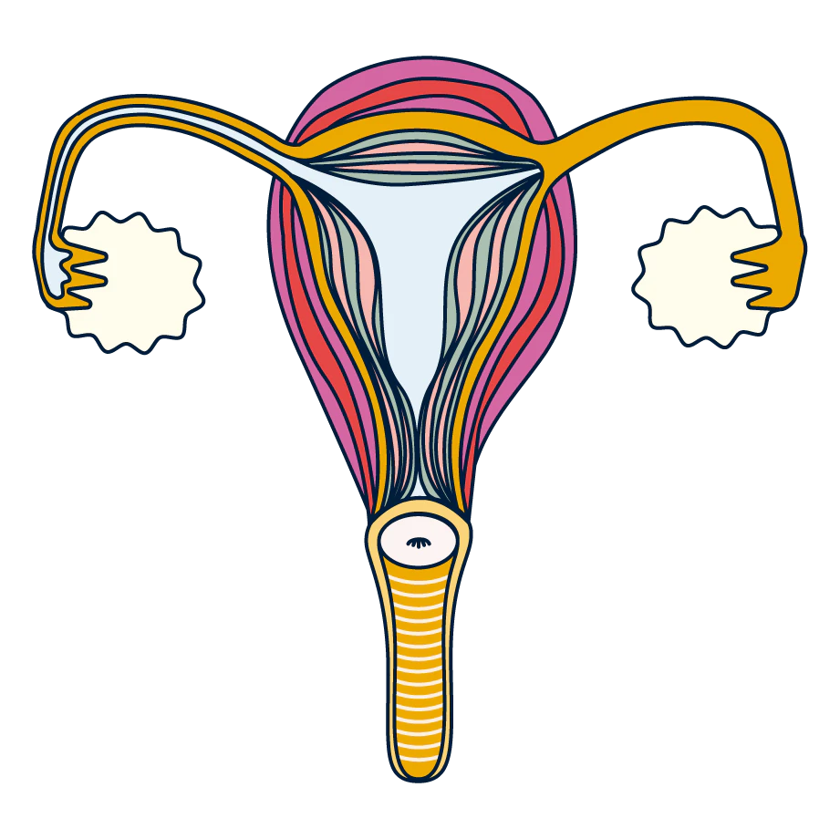 uterus
