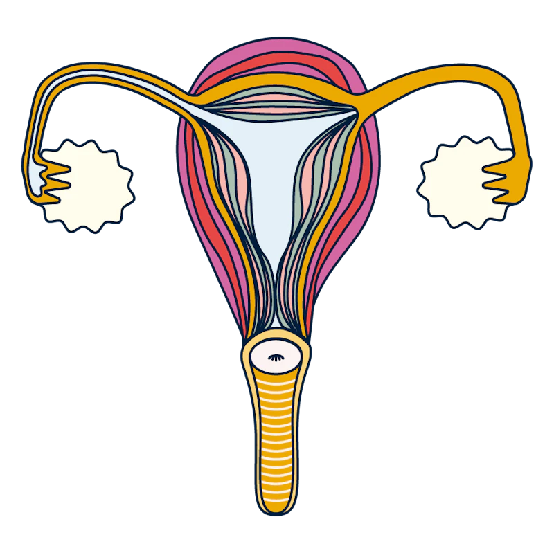 uterus