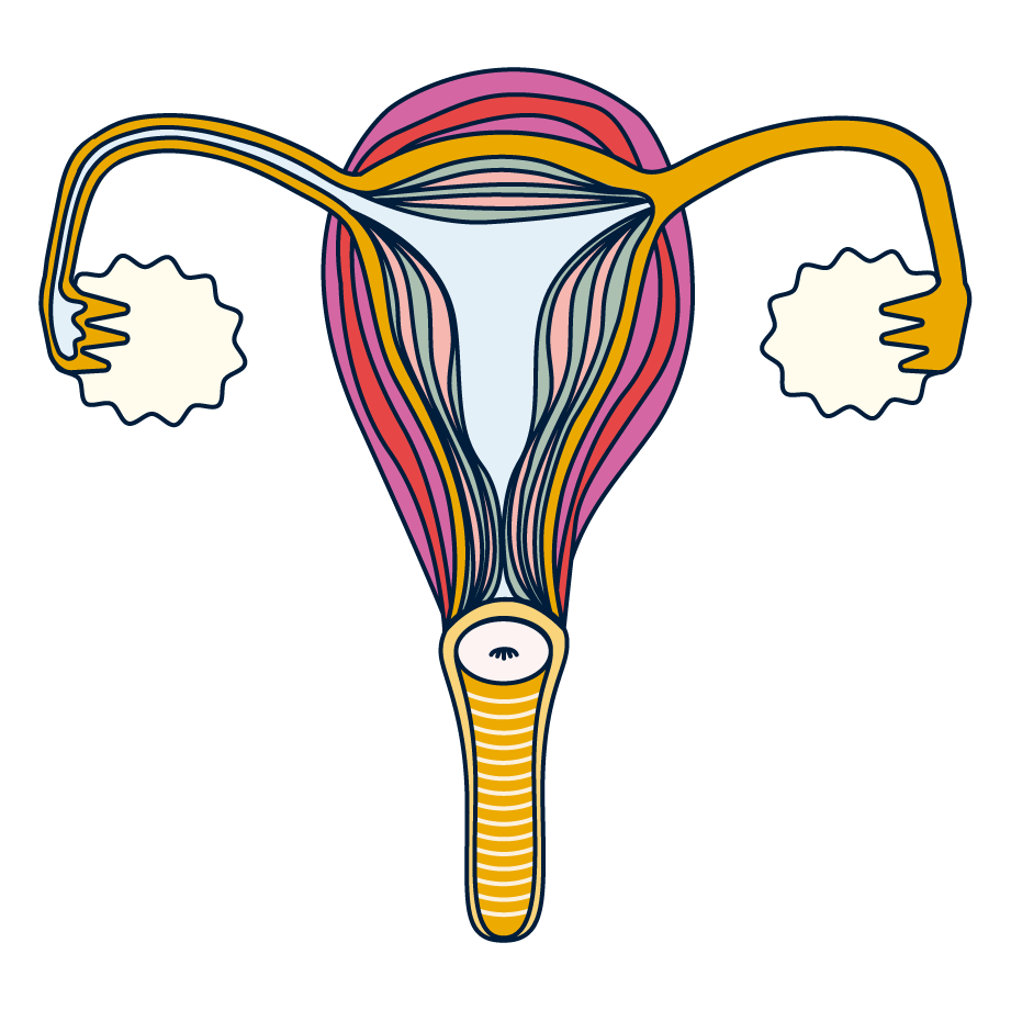 uterus