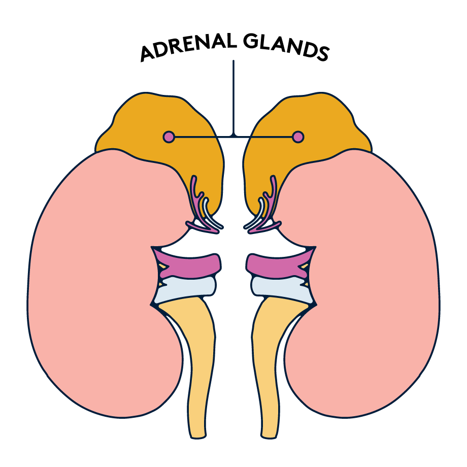 adrenal-glands