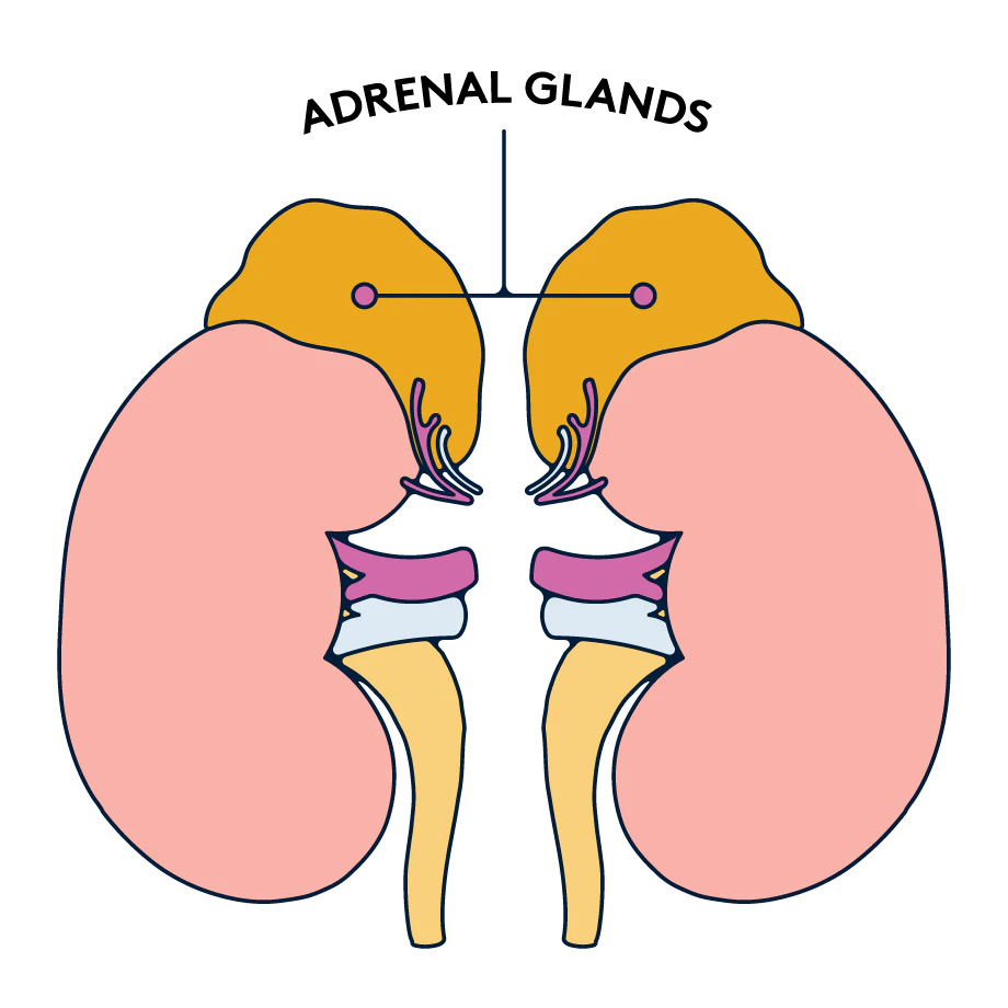 adrenal-glands