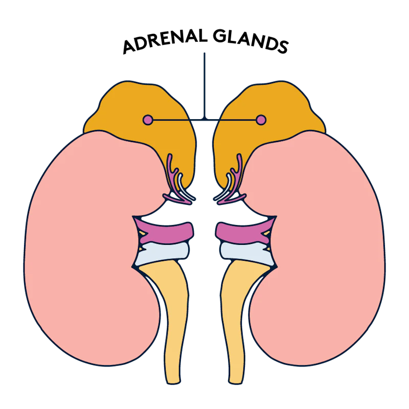 adrenal-glands