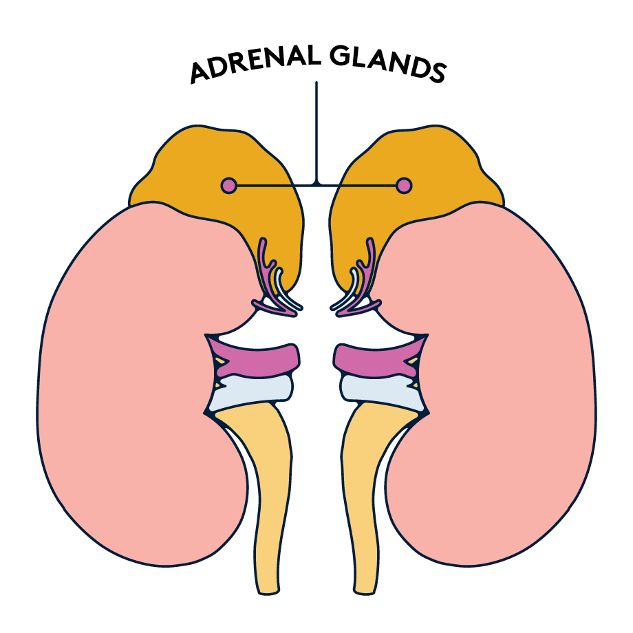 adrenal-glands