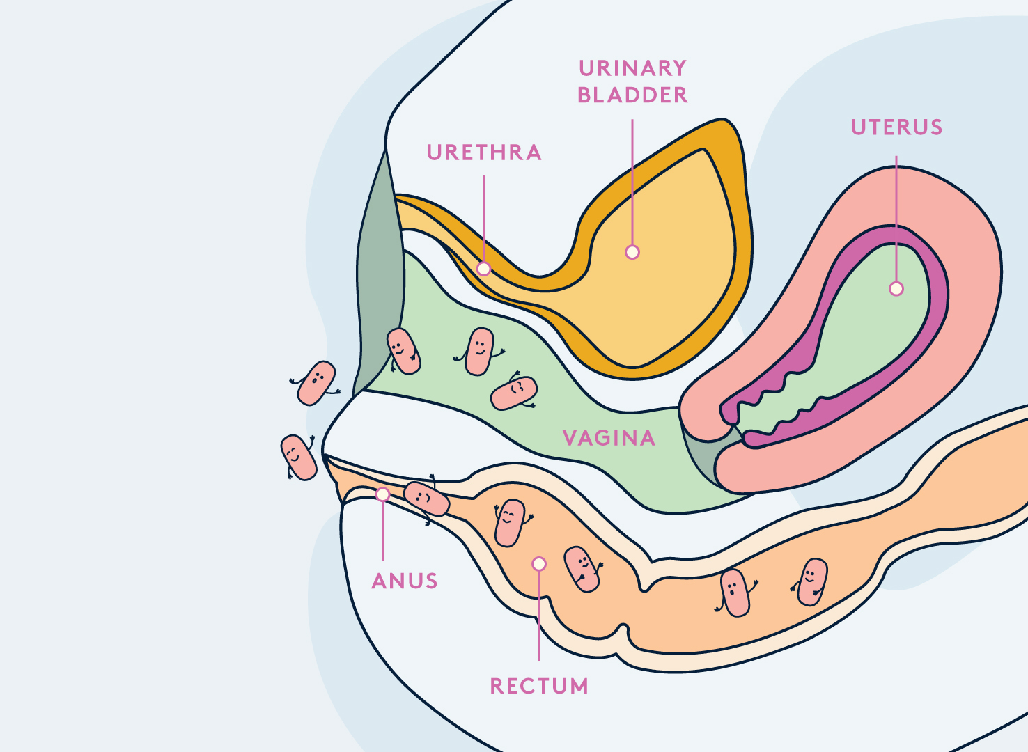 DAYE uterus bacteria