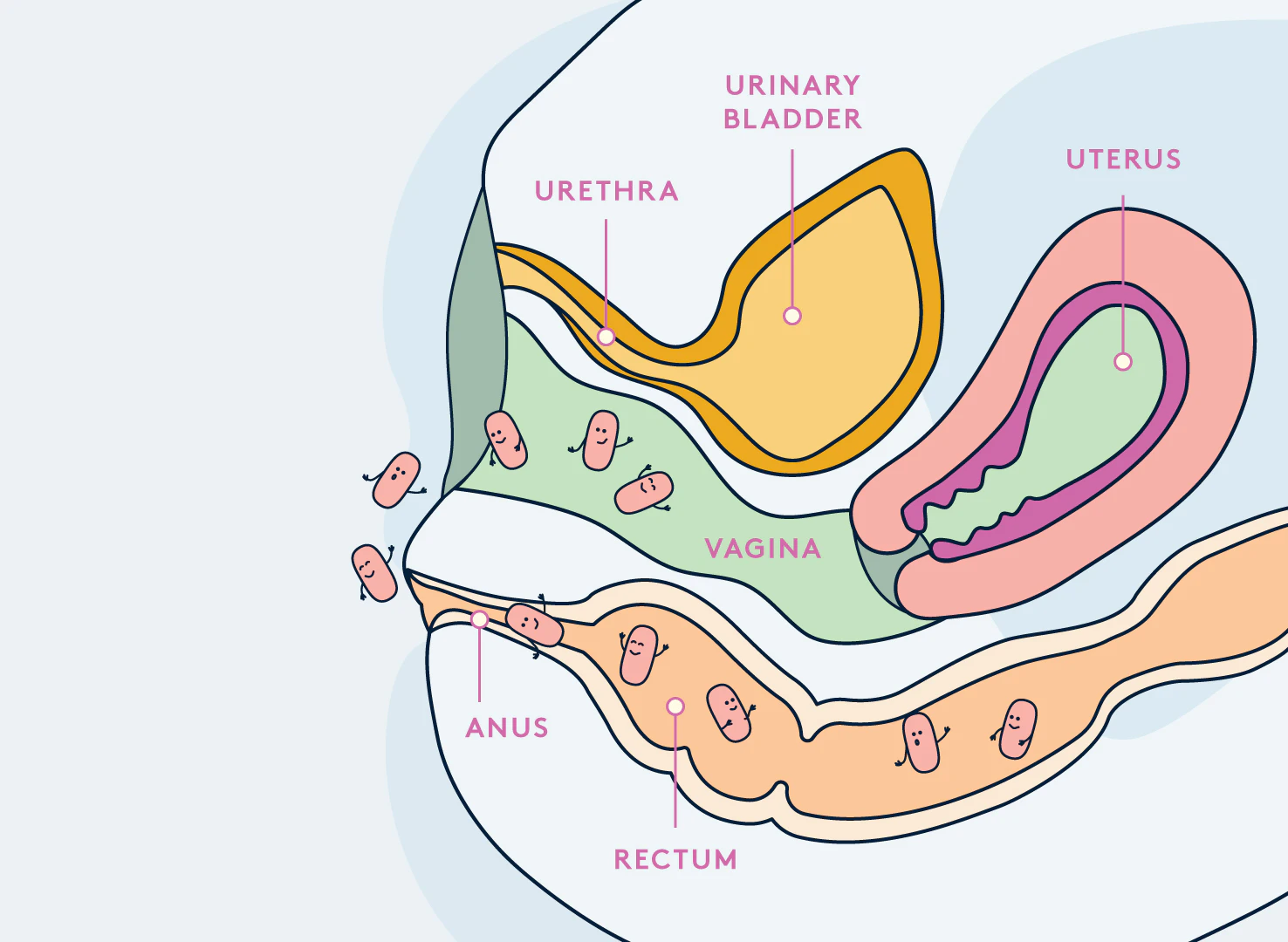 DAYE uterus bacteria