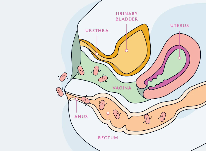 DAYE uterus bacteria