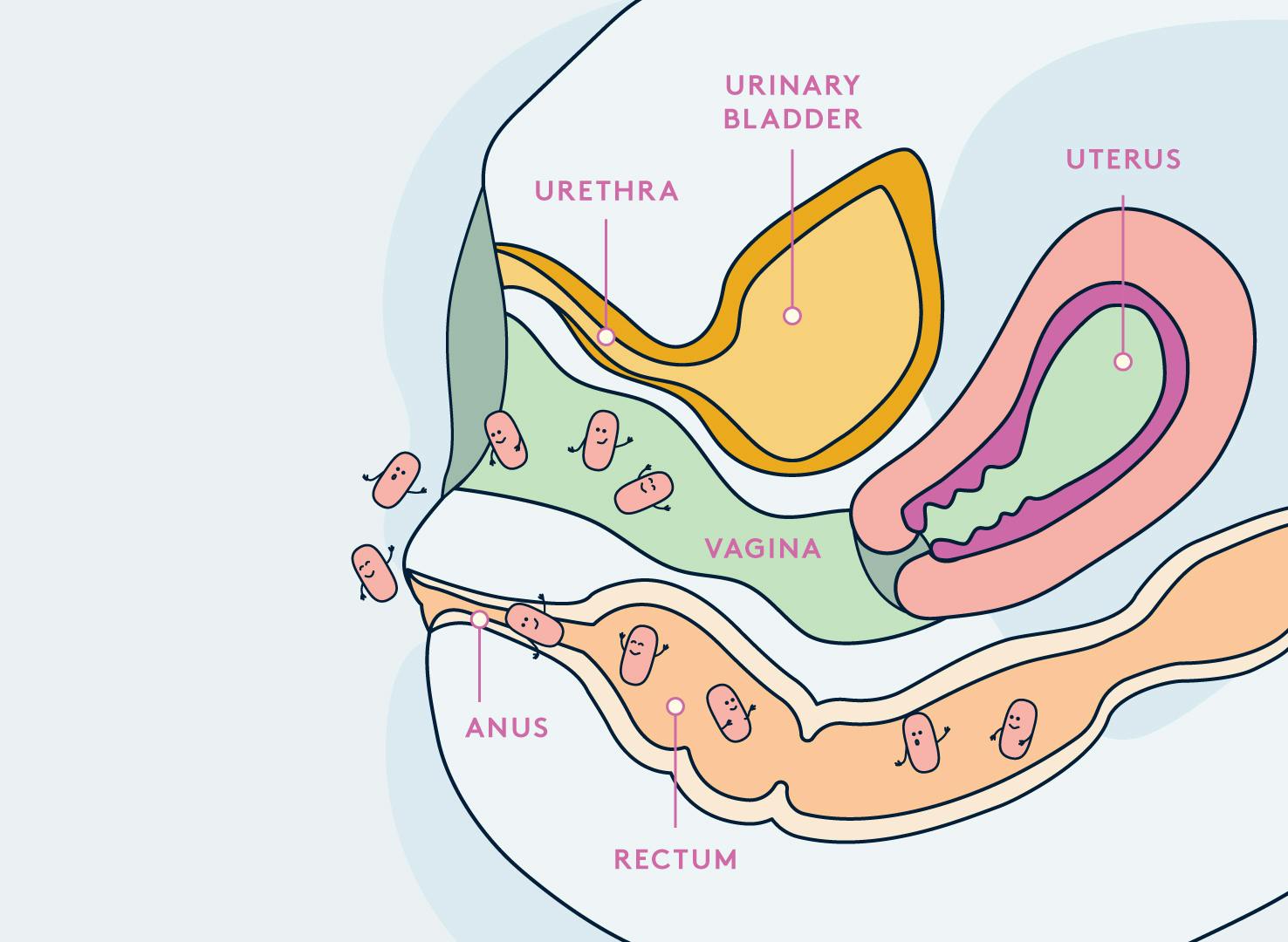 DAYE uterus bacteria