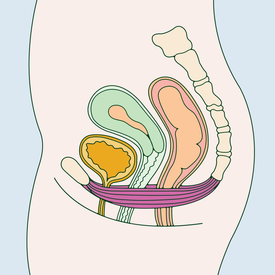 A diagram of the female anatomy.