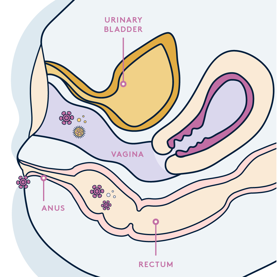 hpv anatomy