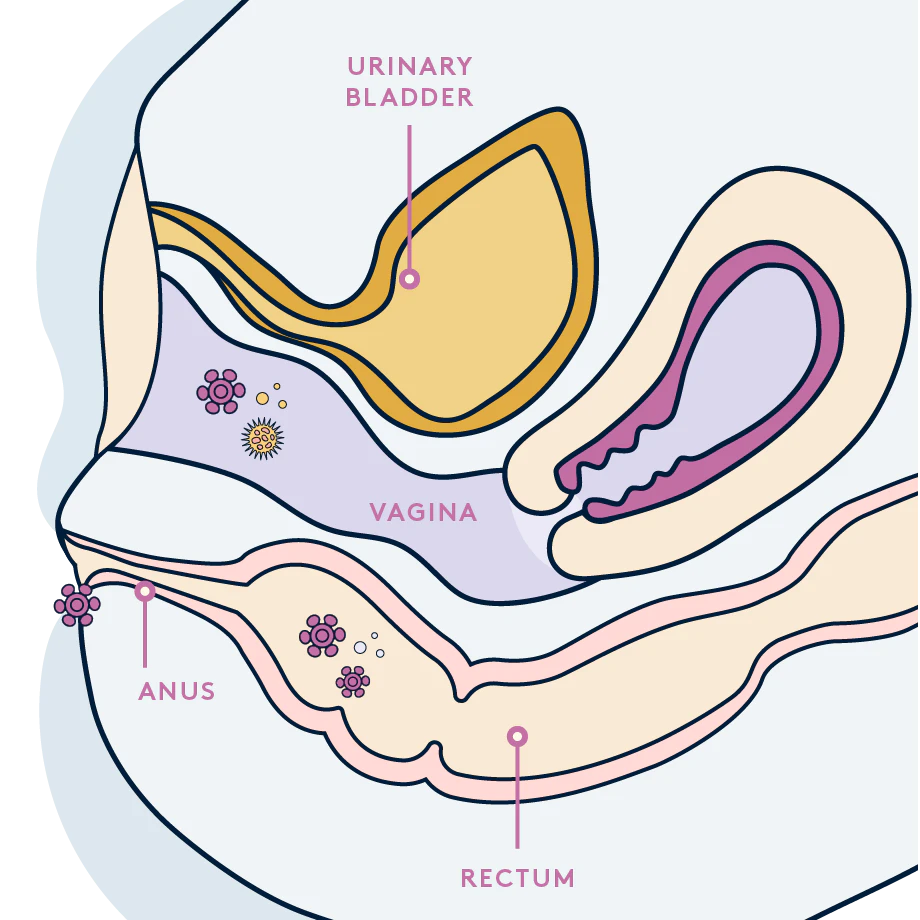 hpv anatomy