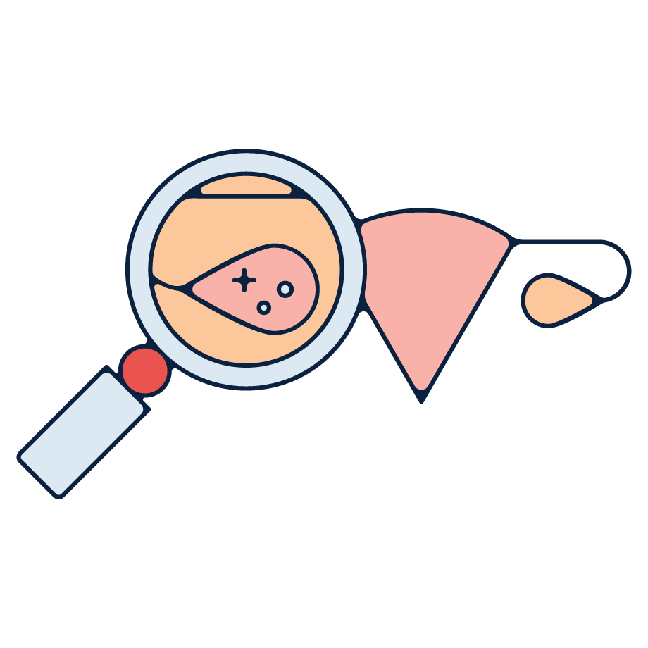 Diagram of the female anatomy. 