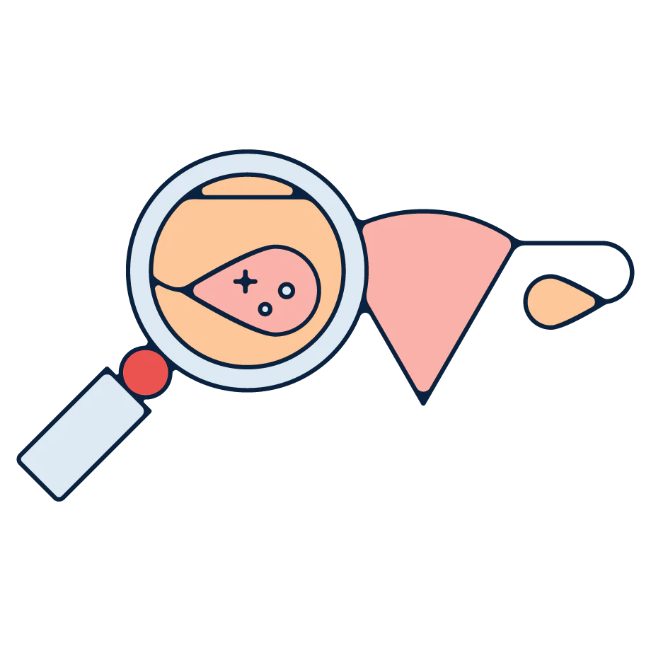 Diagram of the female anatomy.