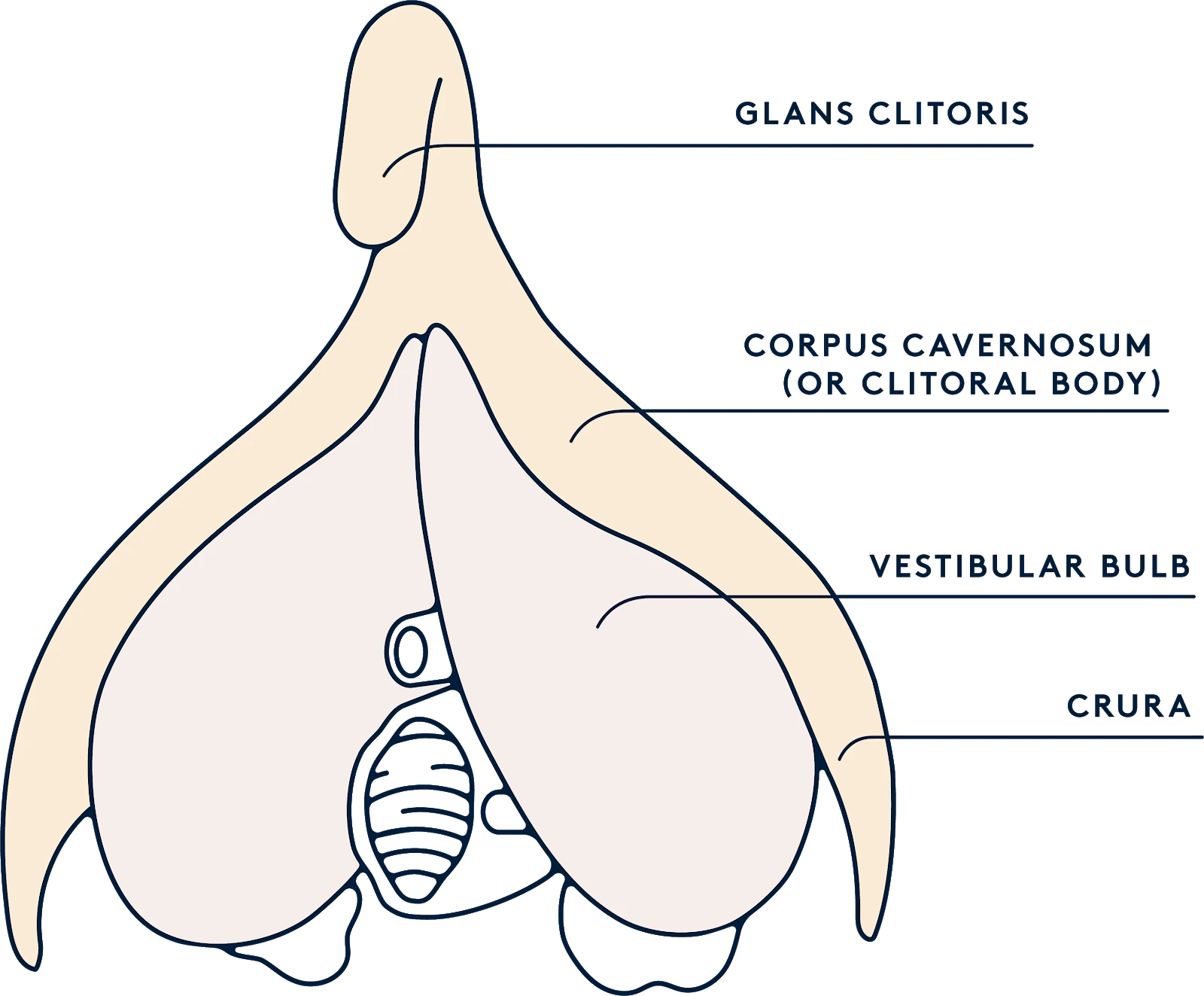 The clitoris is bigger than it looks