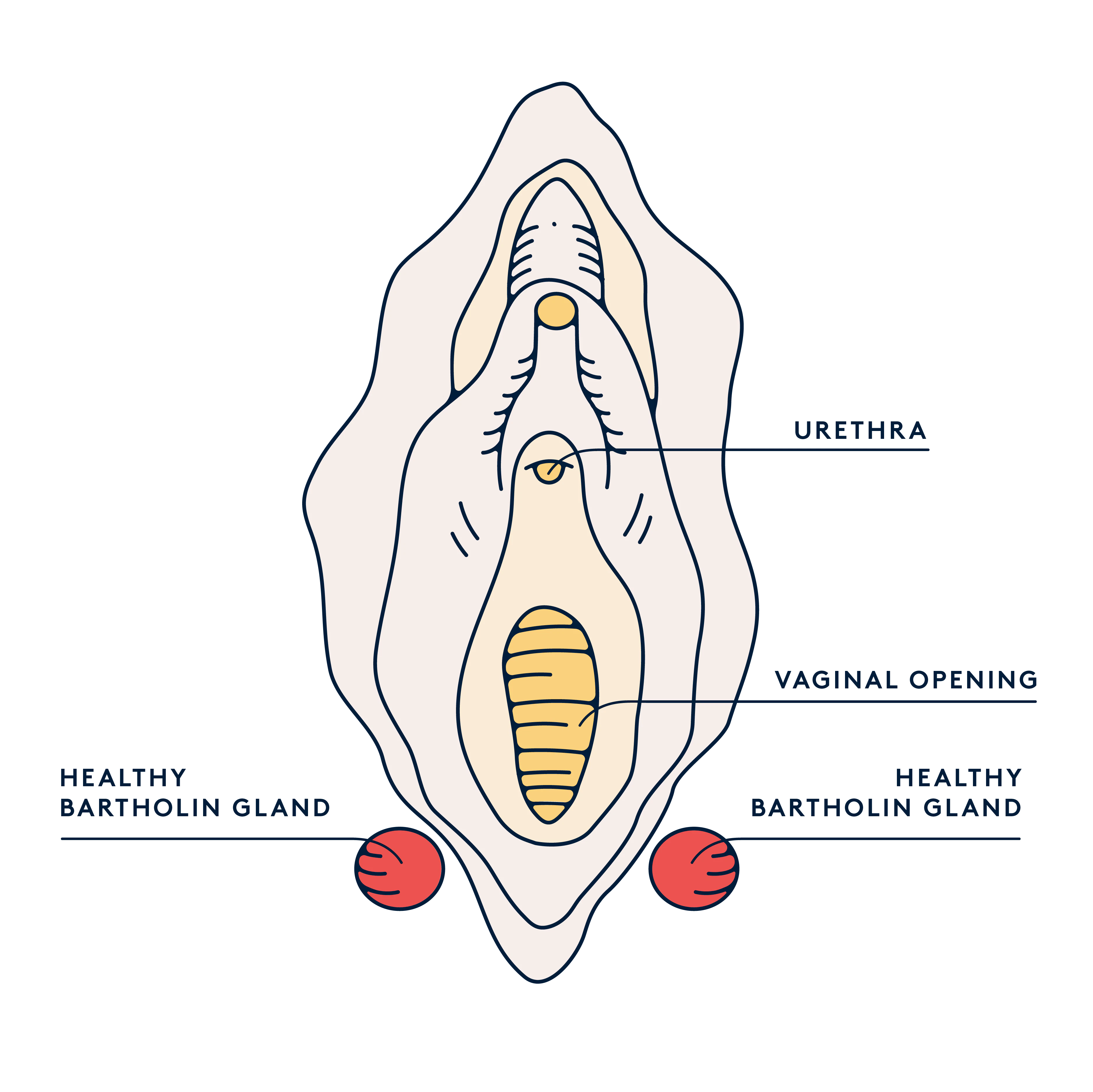 What are Bartholin glands