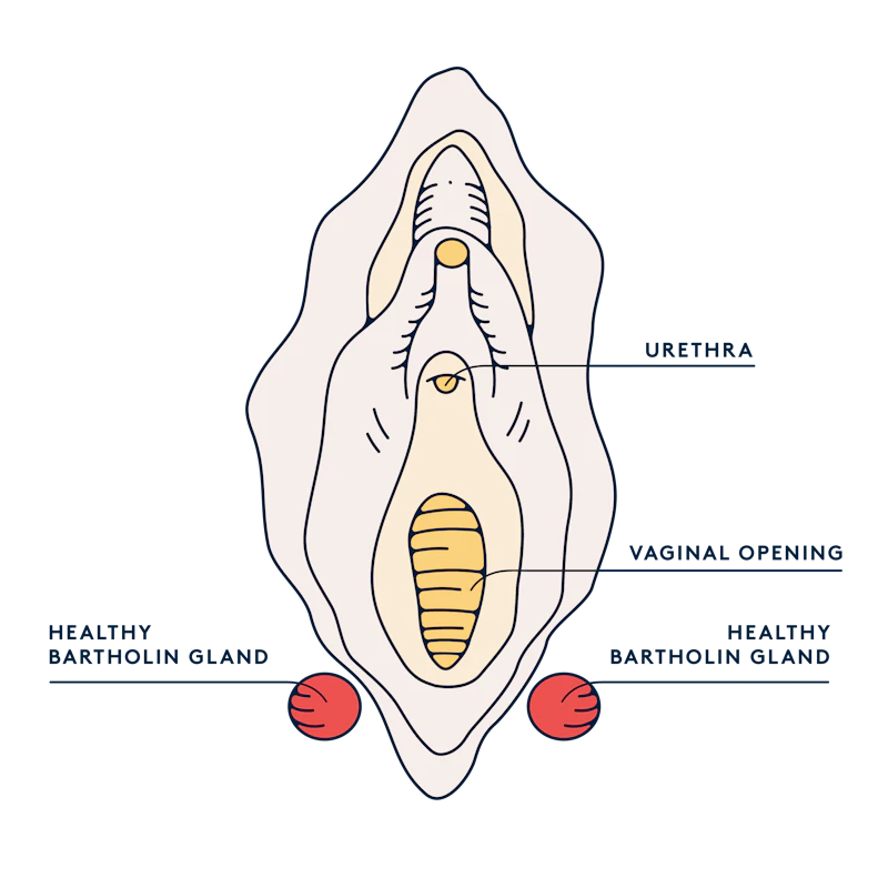 What are Bartholin glands