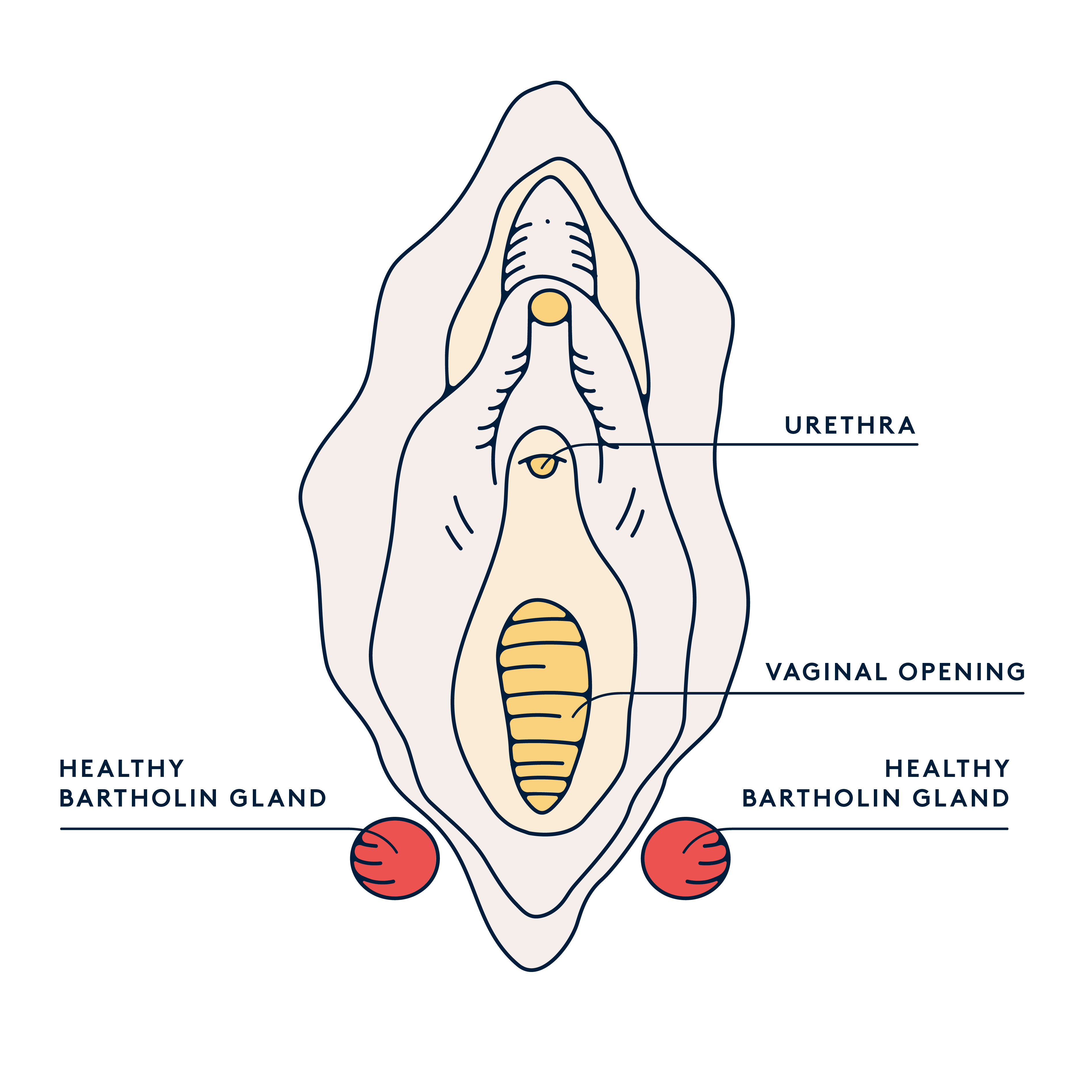 What are Bartholin glands