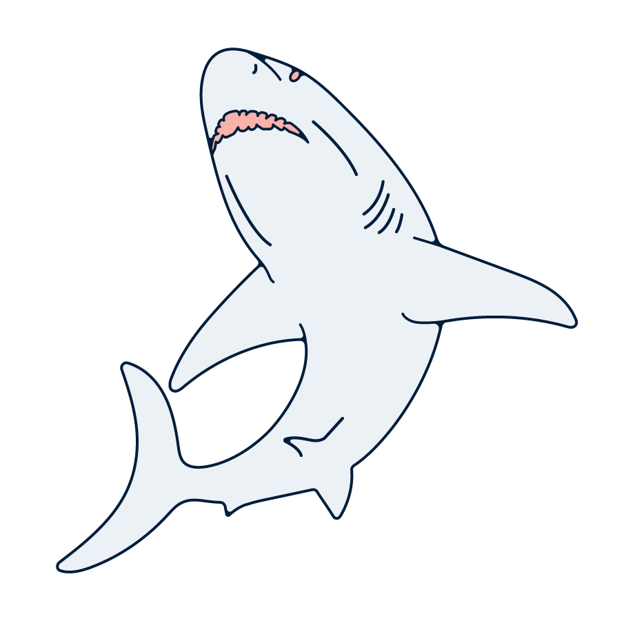 A shark swimming. 