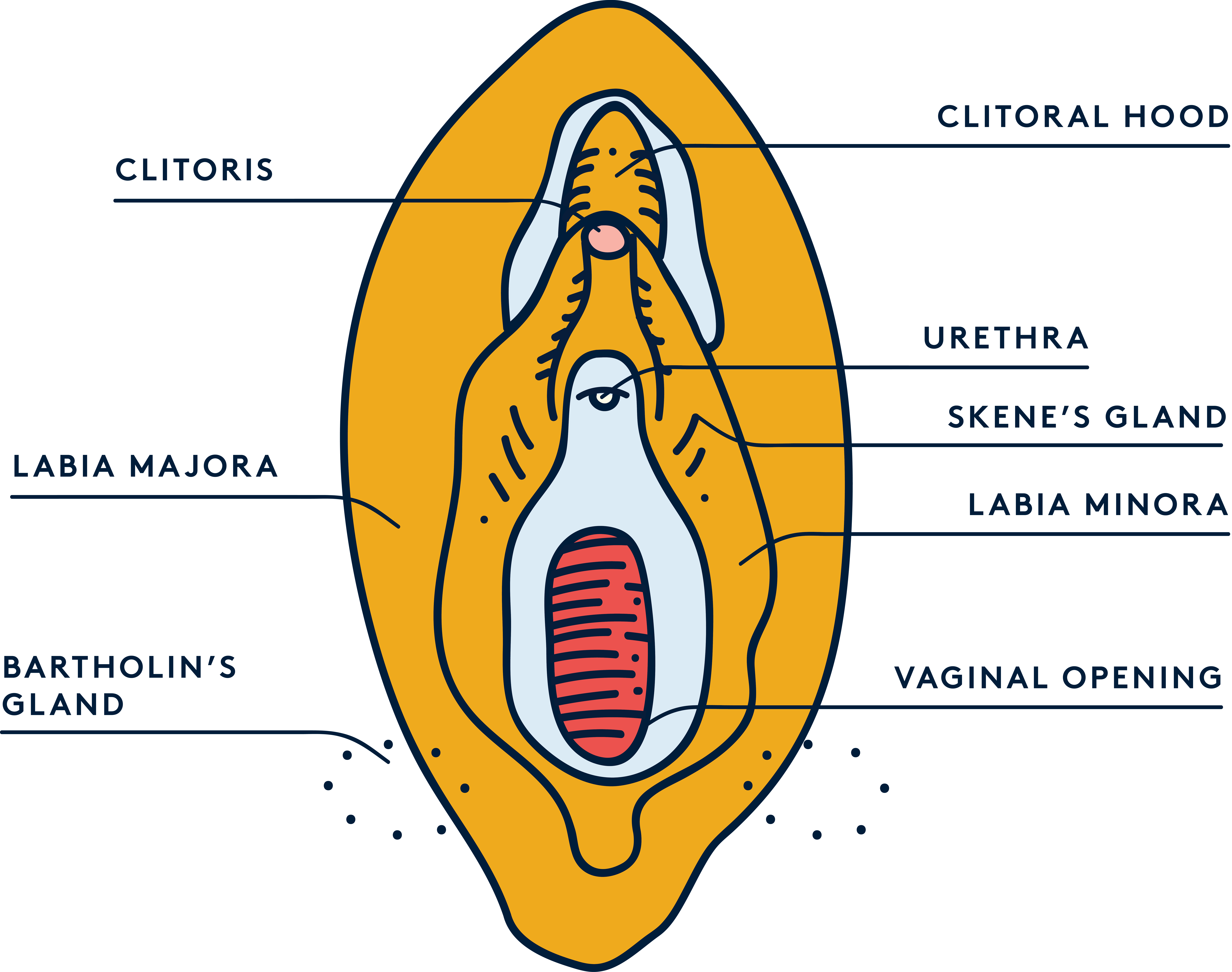Female anatomy: diagram of a vulva
