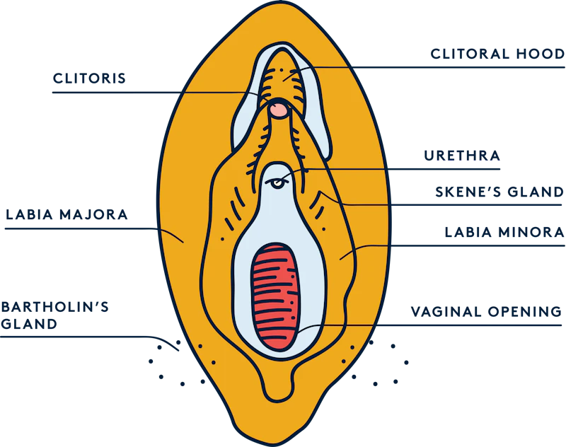 Female anatomy: diagram of a vulva