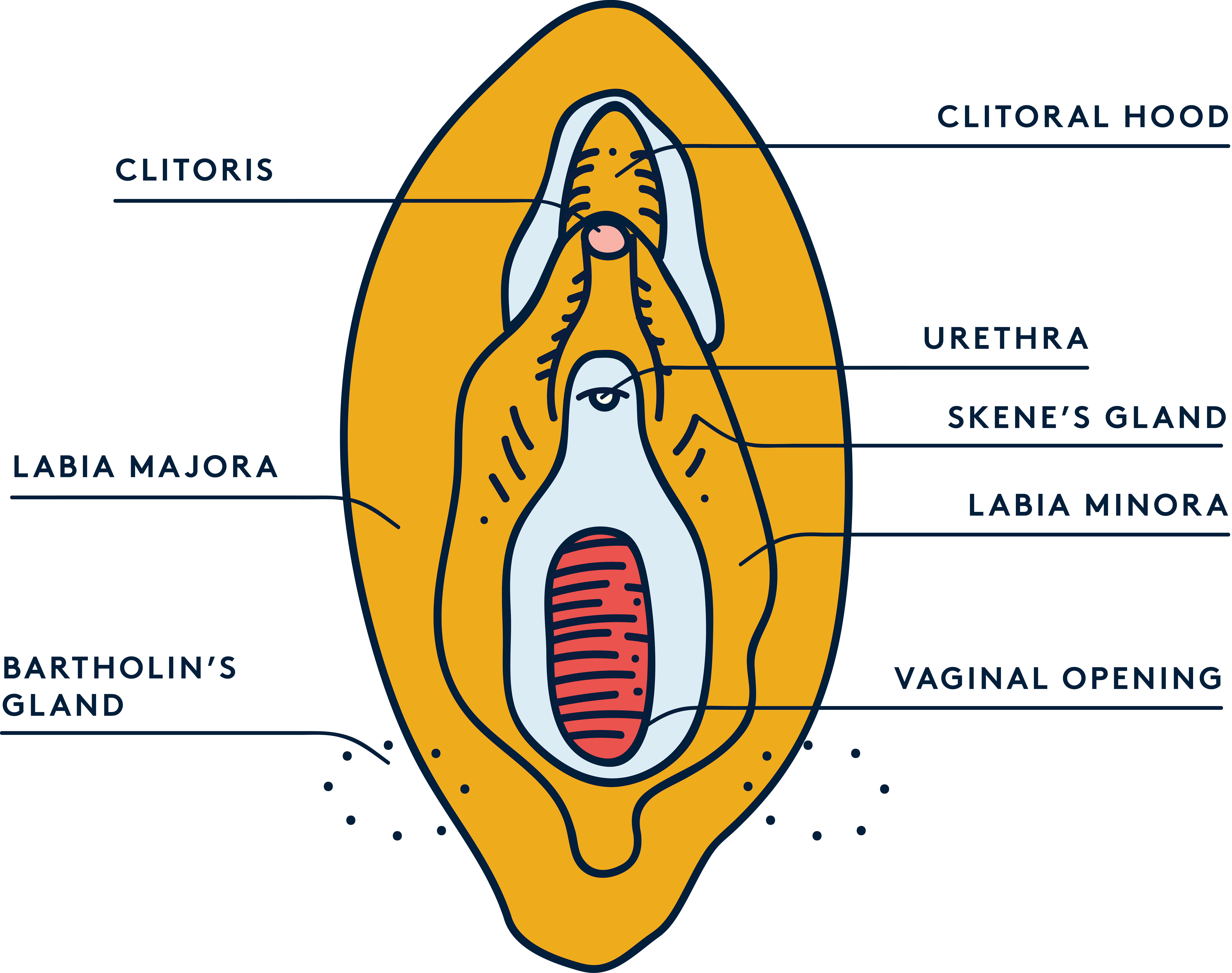 Vulva and clitoris