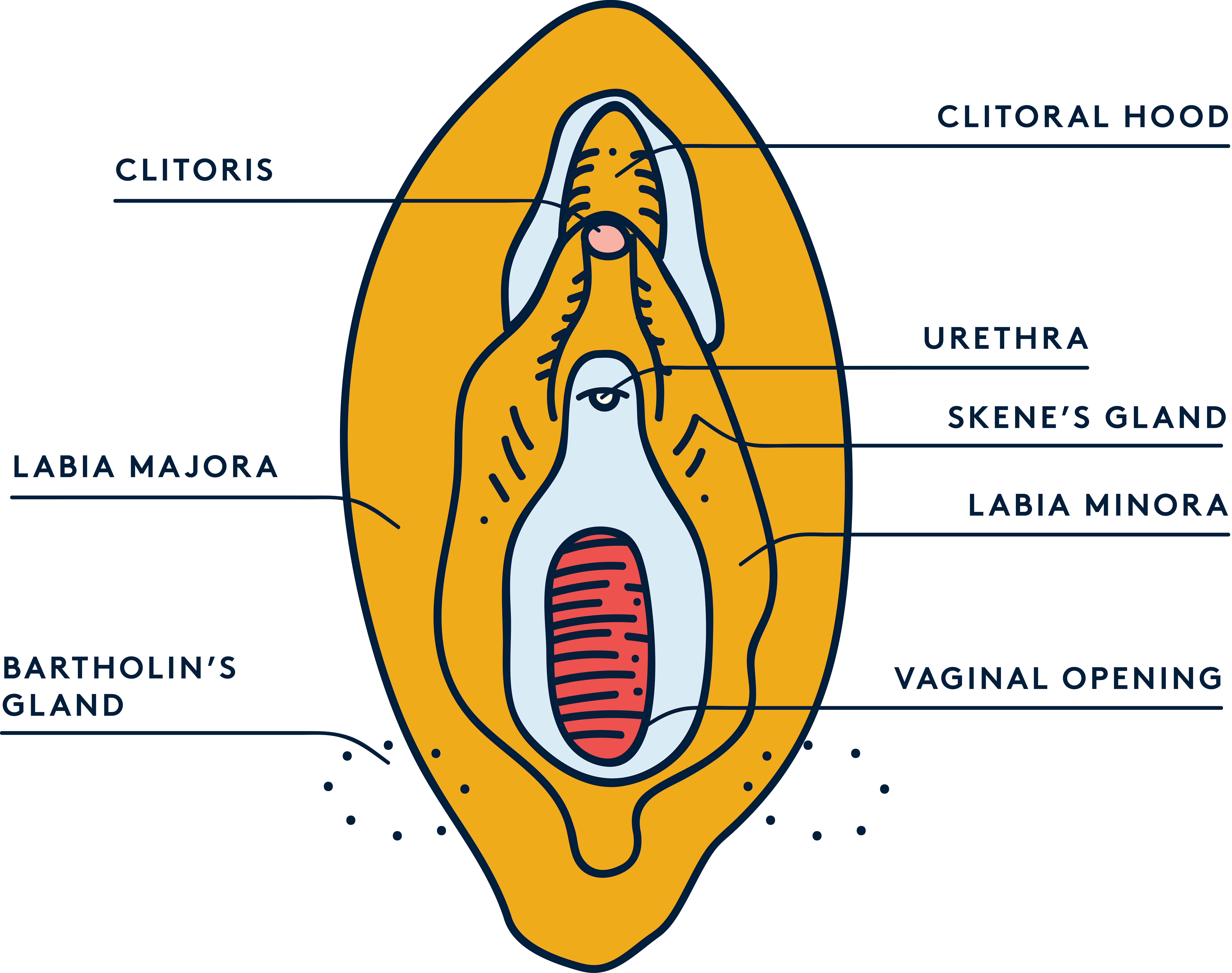 Female anatomy: diagram of a vulva