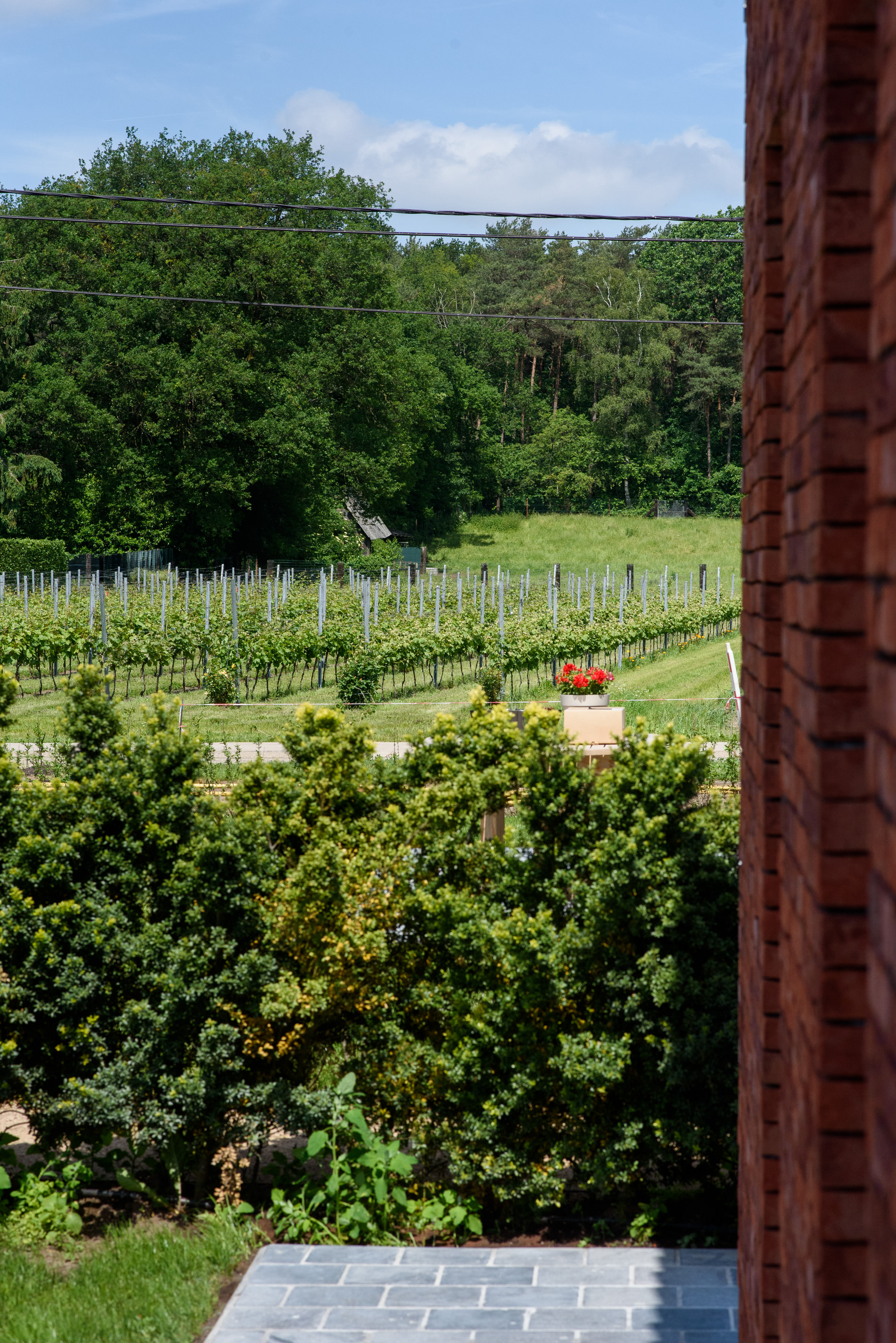 De Zwaluw - Wijndomein