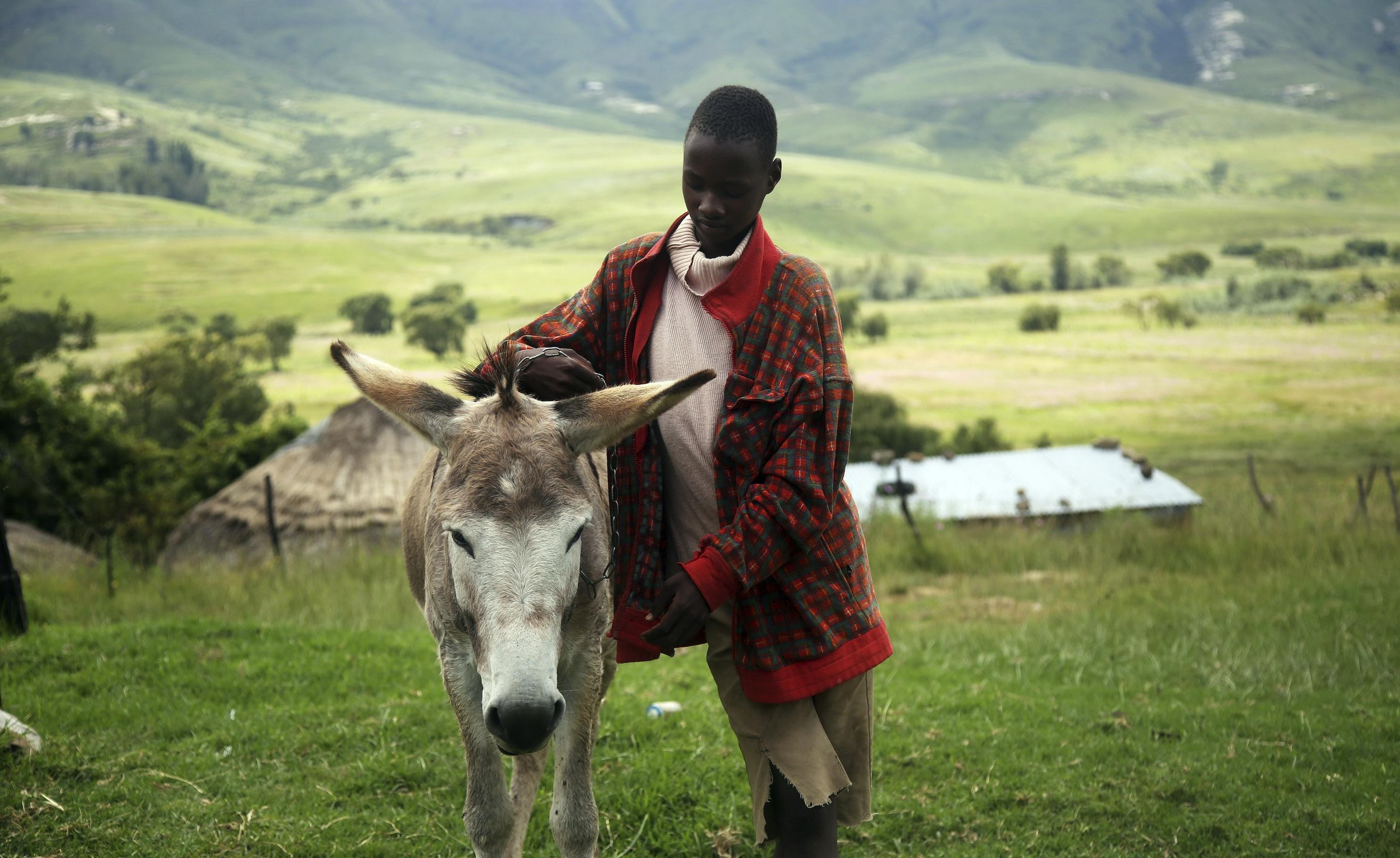 World Organisation for Animal Health Hero Image. A person petting a donkey