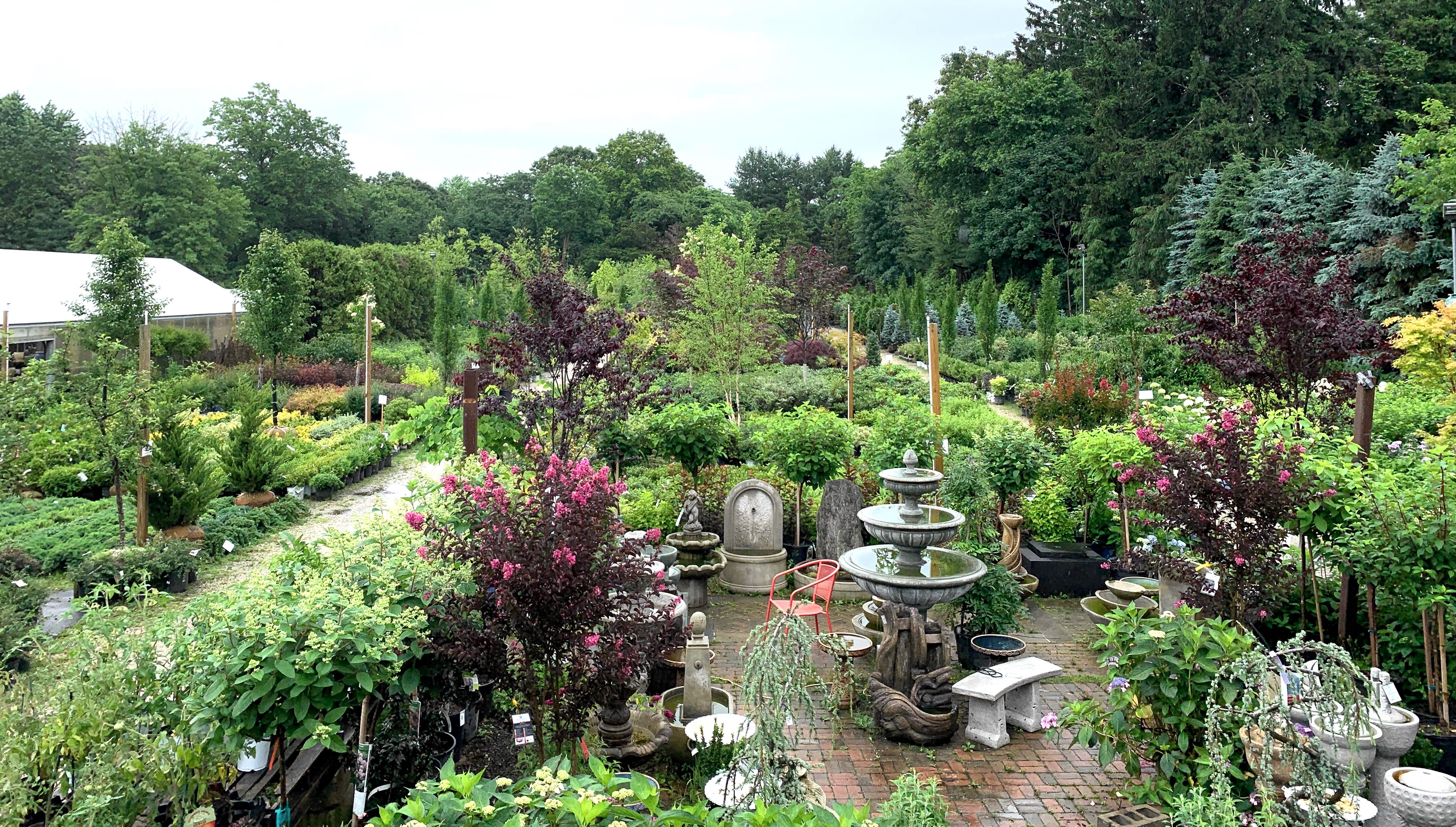 Long Island Tree Nursery Trees for Sale in Greenlawn, NY — Decker's