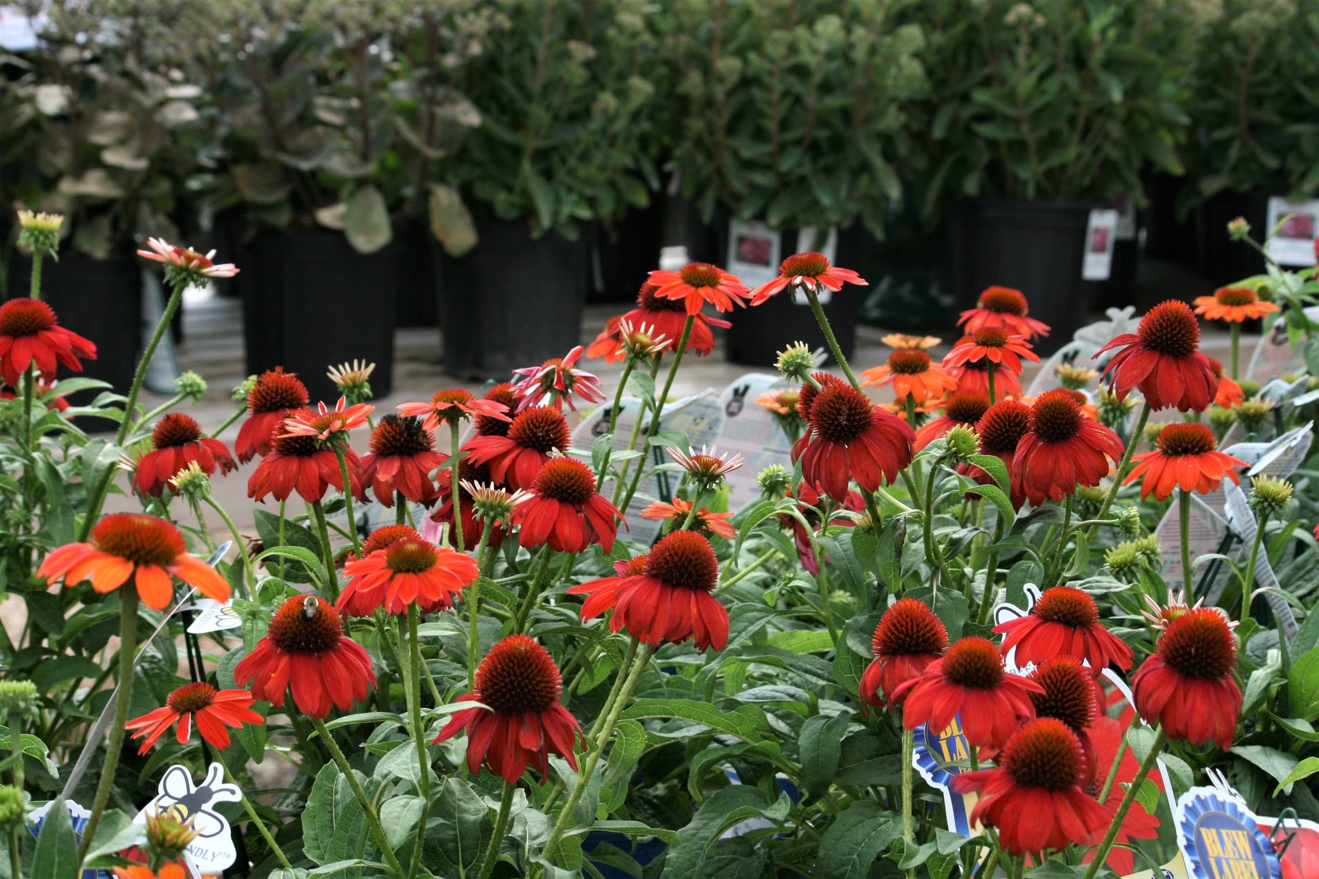 Long Island Native Plants Buy Native Plants at Decker's Nursery