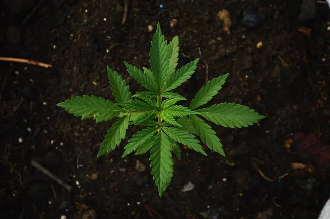 marihuana y la prediabetes en la mediana edad
