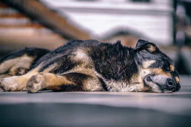 Pruebas de Diabetes en Perros