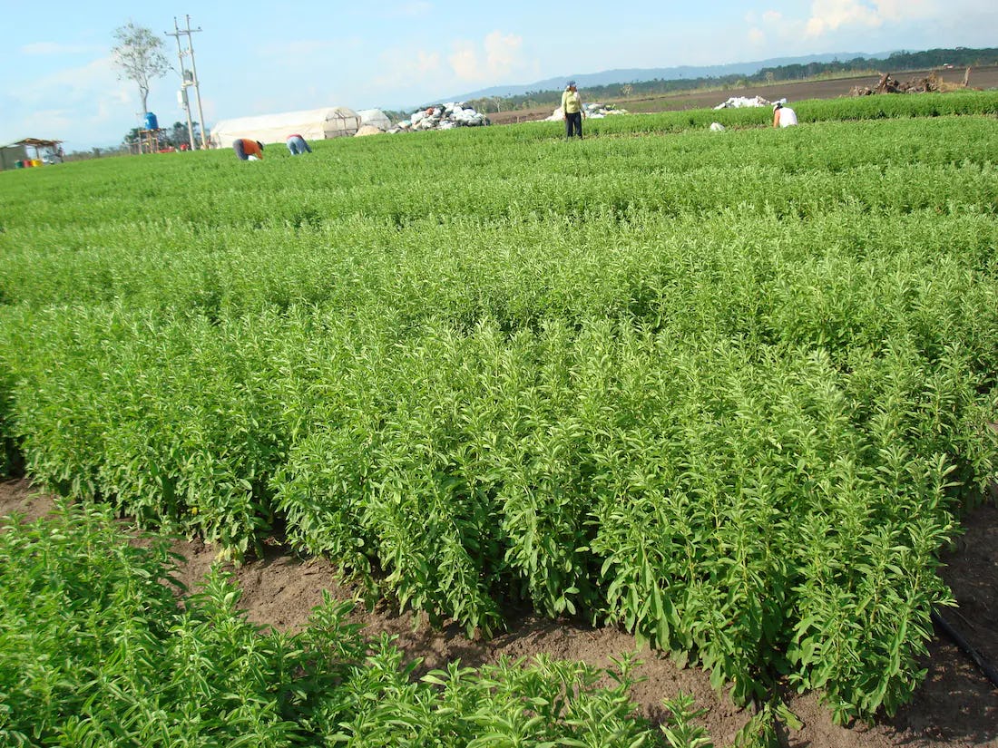 La Stevia y su cultivo