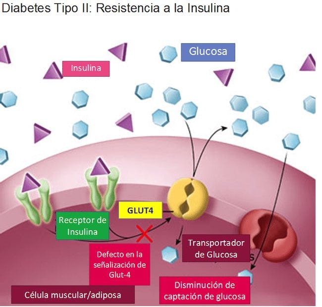 20090120_mgb_Resistencia_a_la_insulina_]