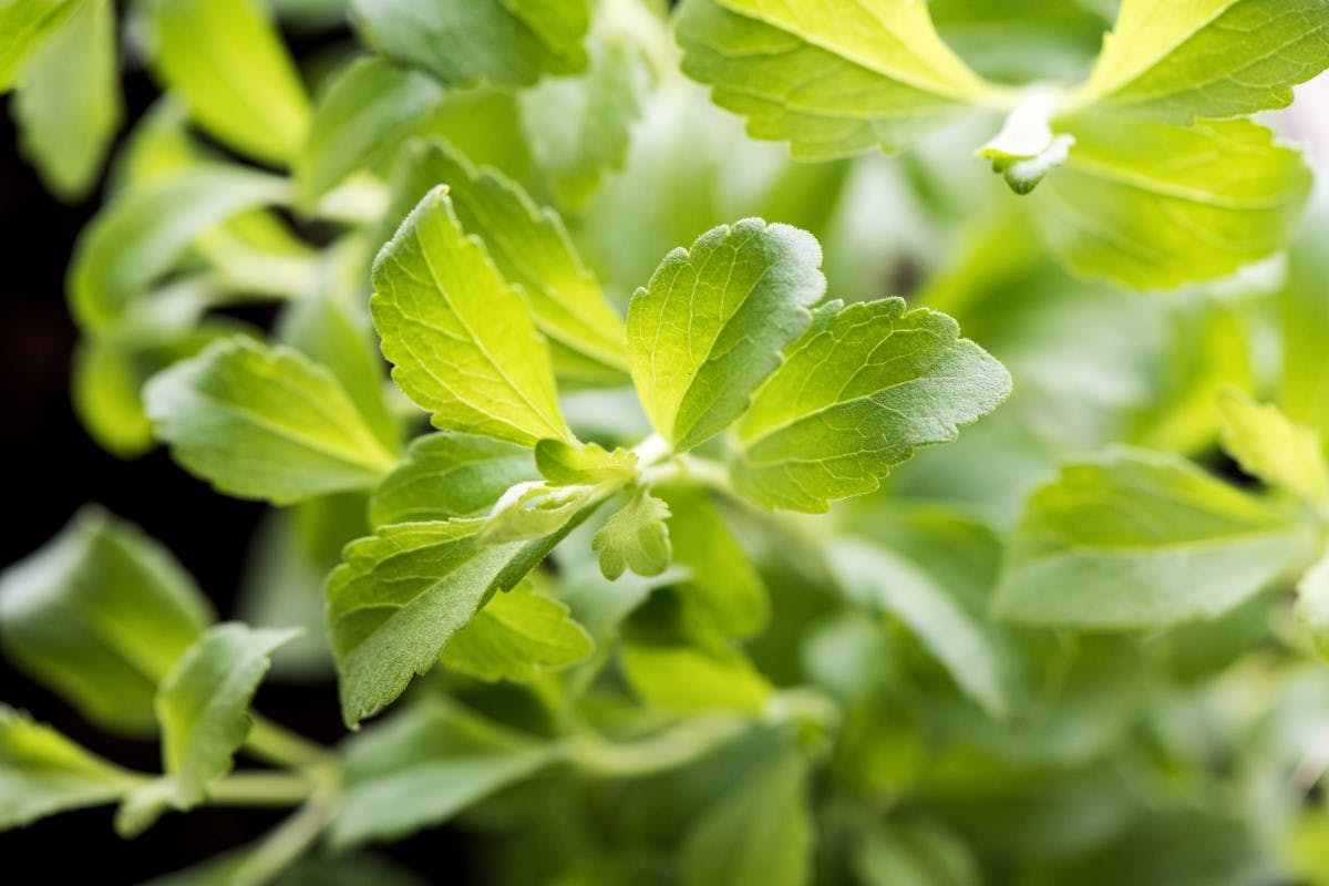 La Stevia y Su Cultivo