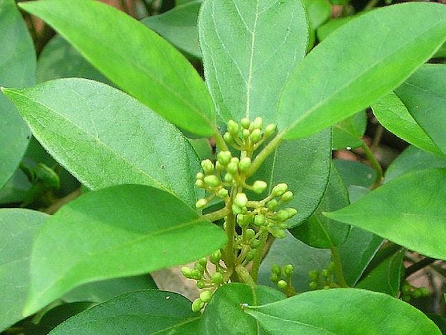 Gymnema sylvestre