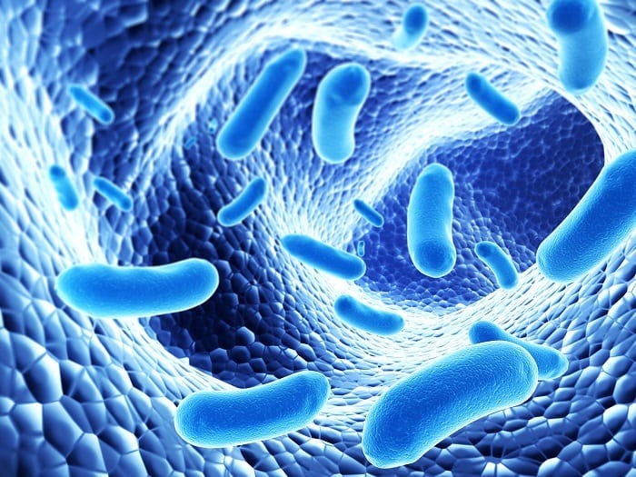 Probioticos ayudan a la flora intestinal