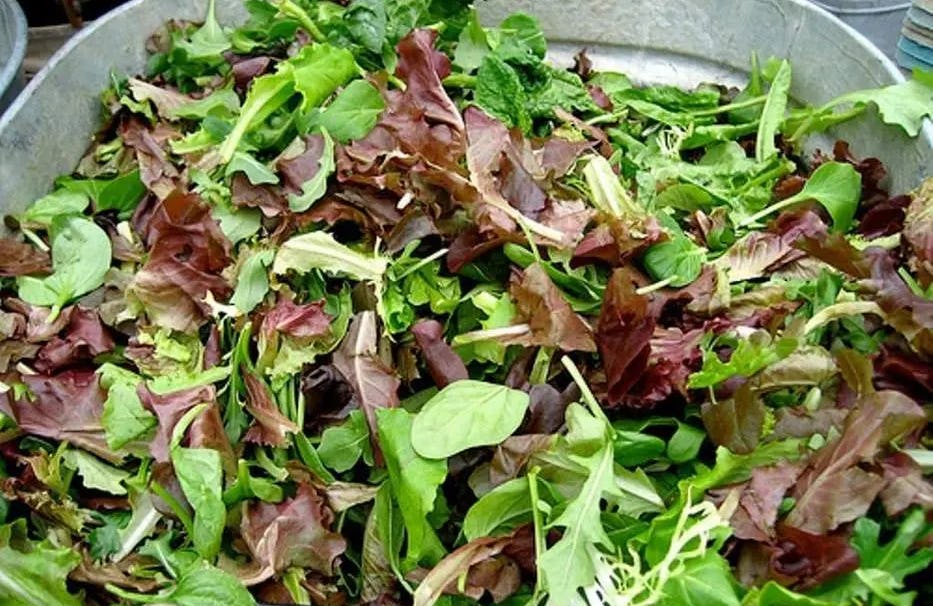 Ensalada de lechugas y Vegetales Verdes