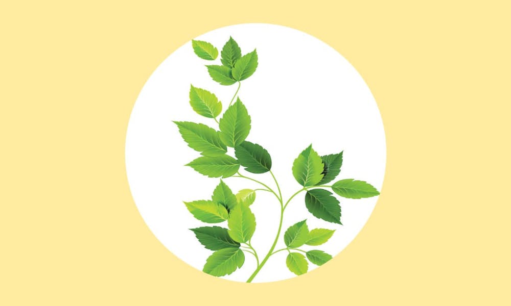 La Moringa ¿Un Hipoglucemiante Efectivo Y Seguro En La Diabetes Tipo 2?