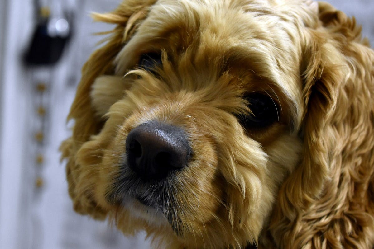 Tipos de Pruebas de Diabetes en Perros