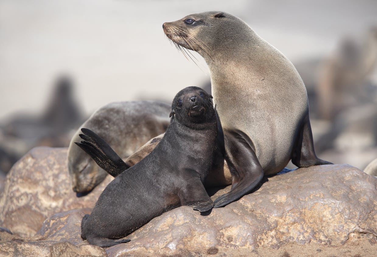 Three Fur Seal on top of a rock, one small black one, and two big grey ones