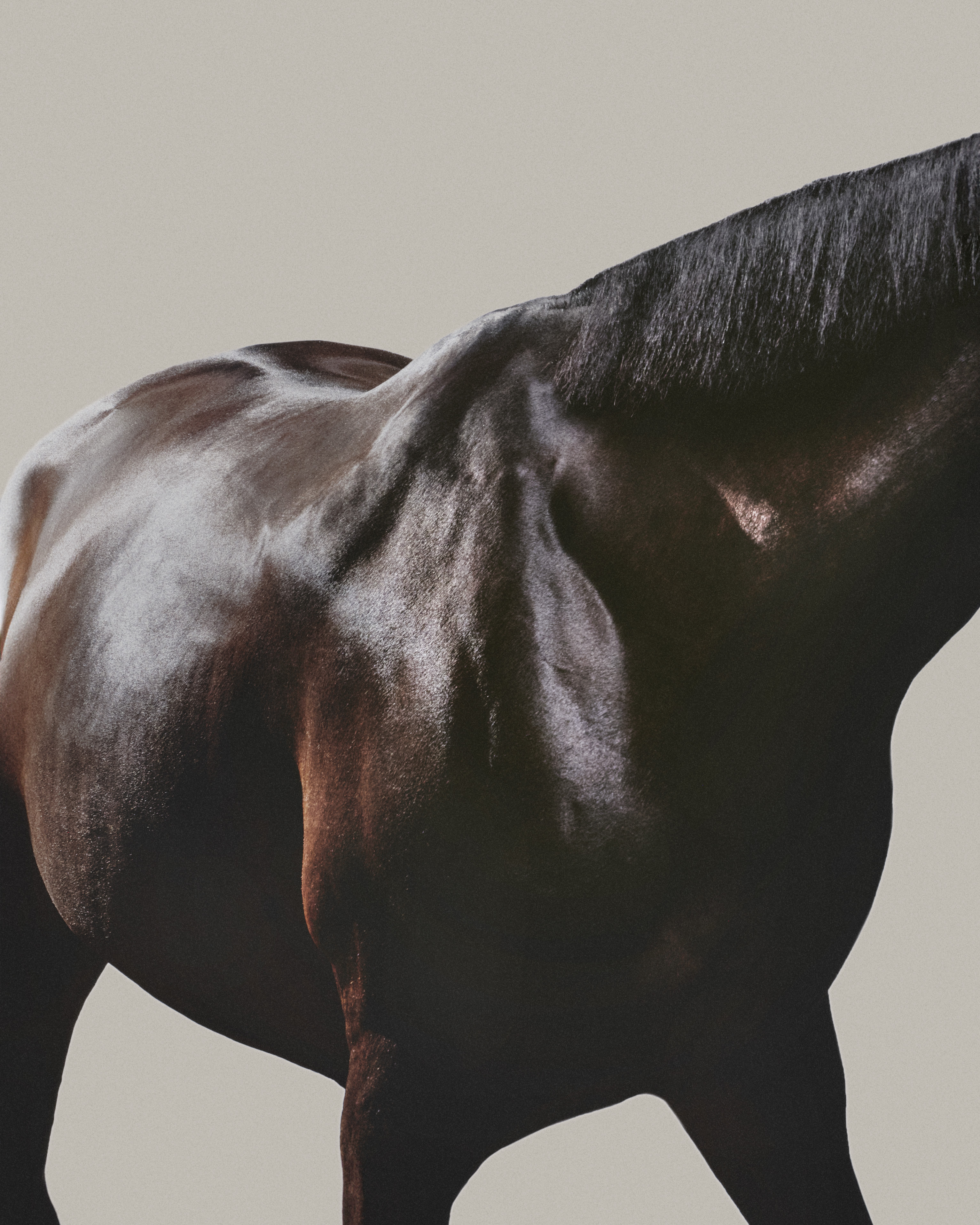 WHISPERS IN THE REINS