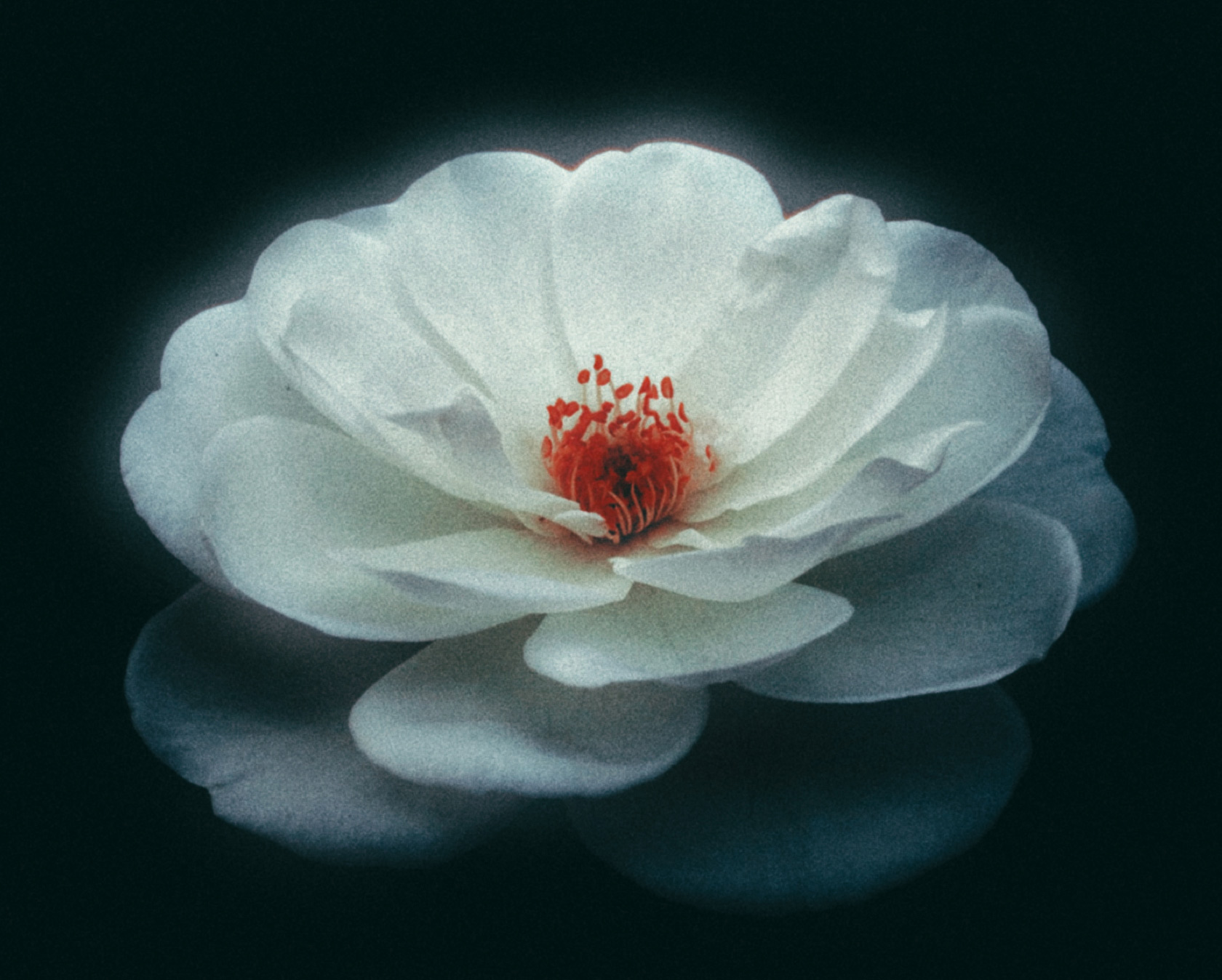 Dehancer Bloom for DaVinci Resolve