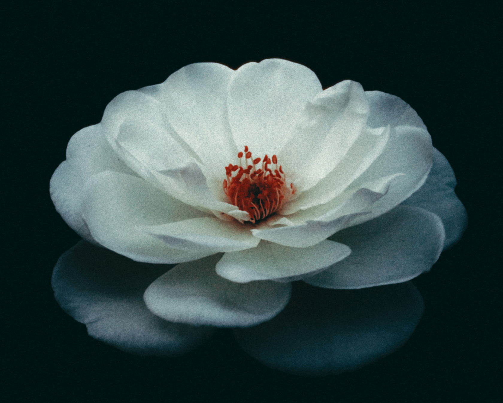 ZiGwbvPdc1huKoD5_Bloom_B.jpg?