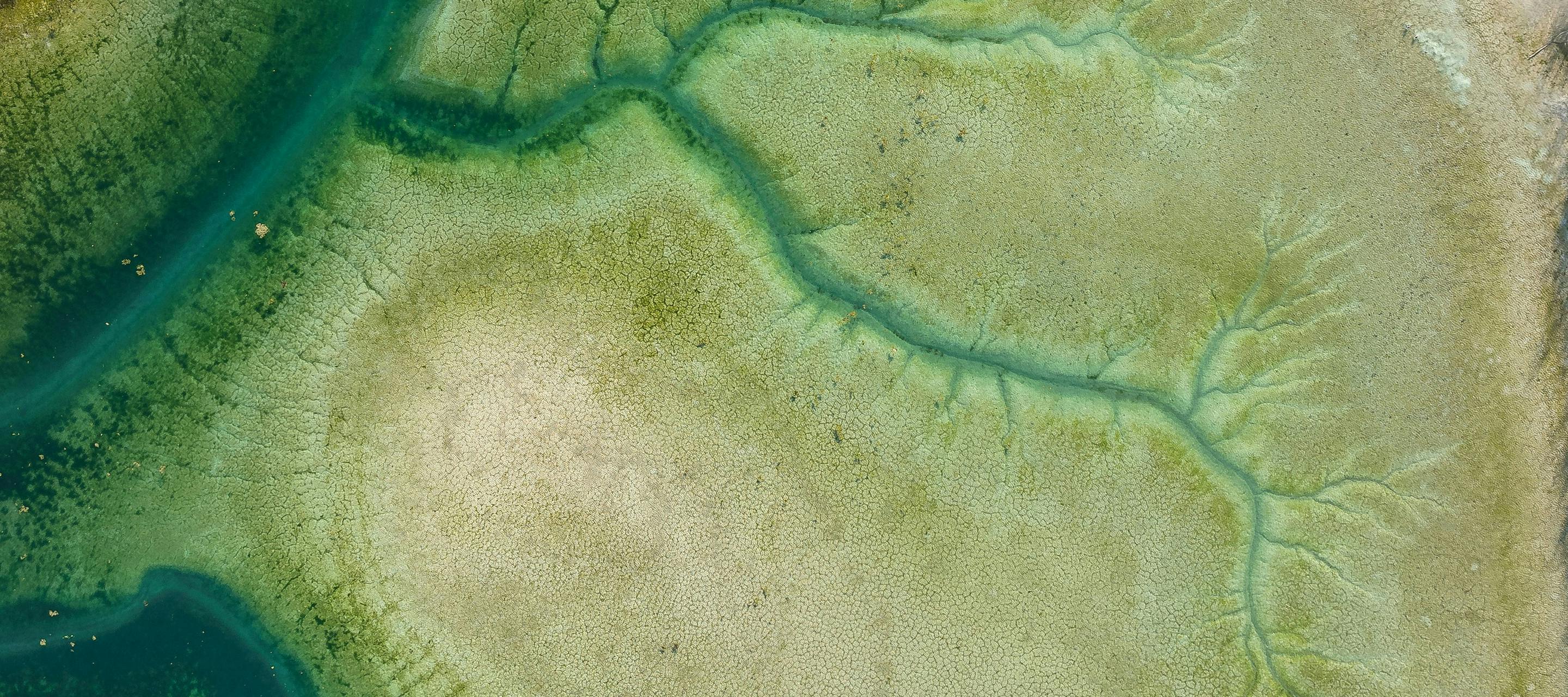 Aerial view of mangroves.