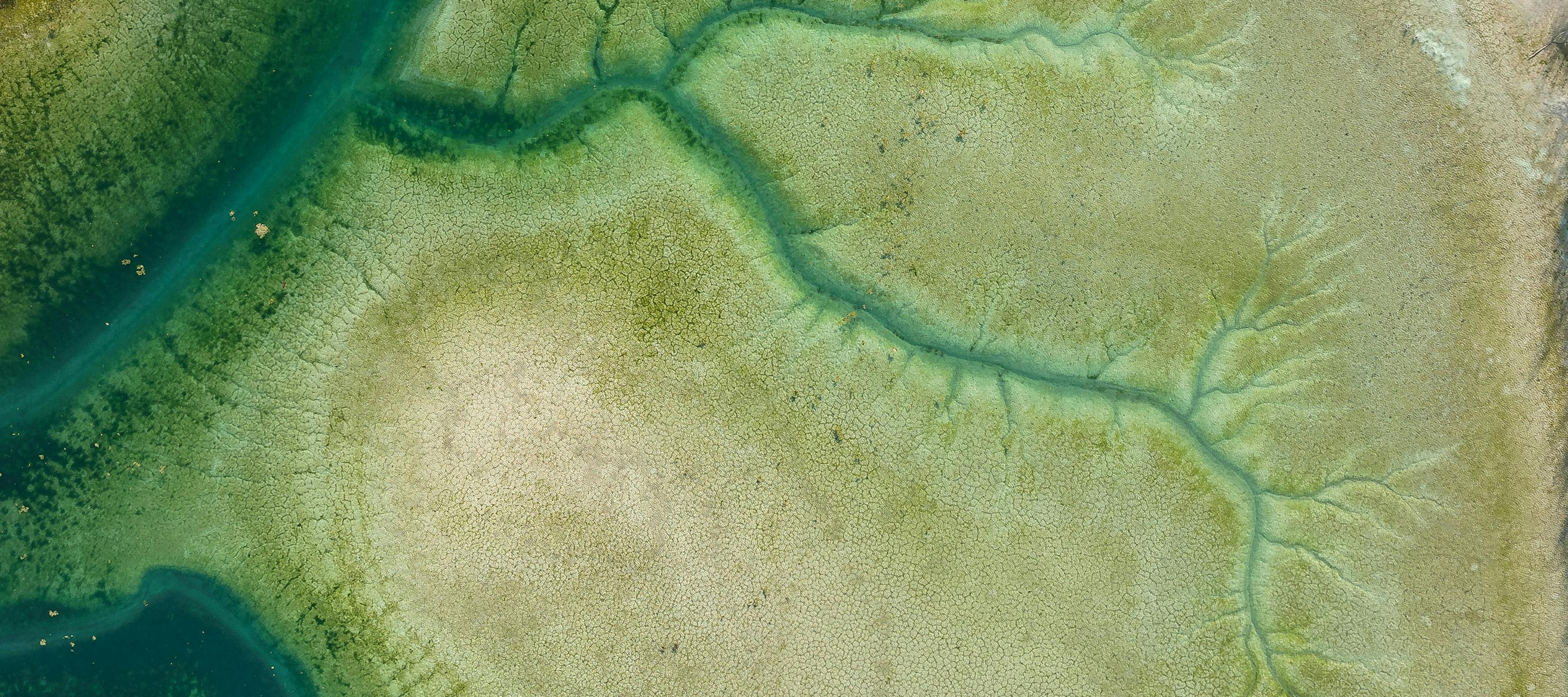 Aerial view of mangroves.