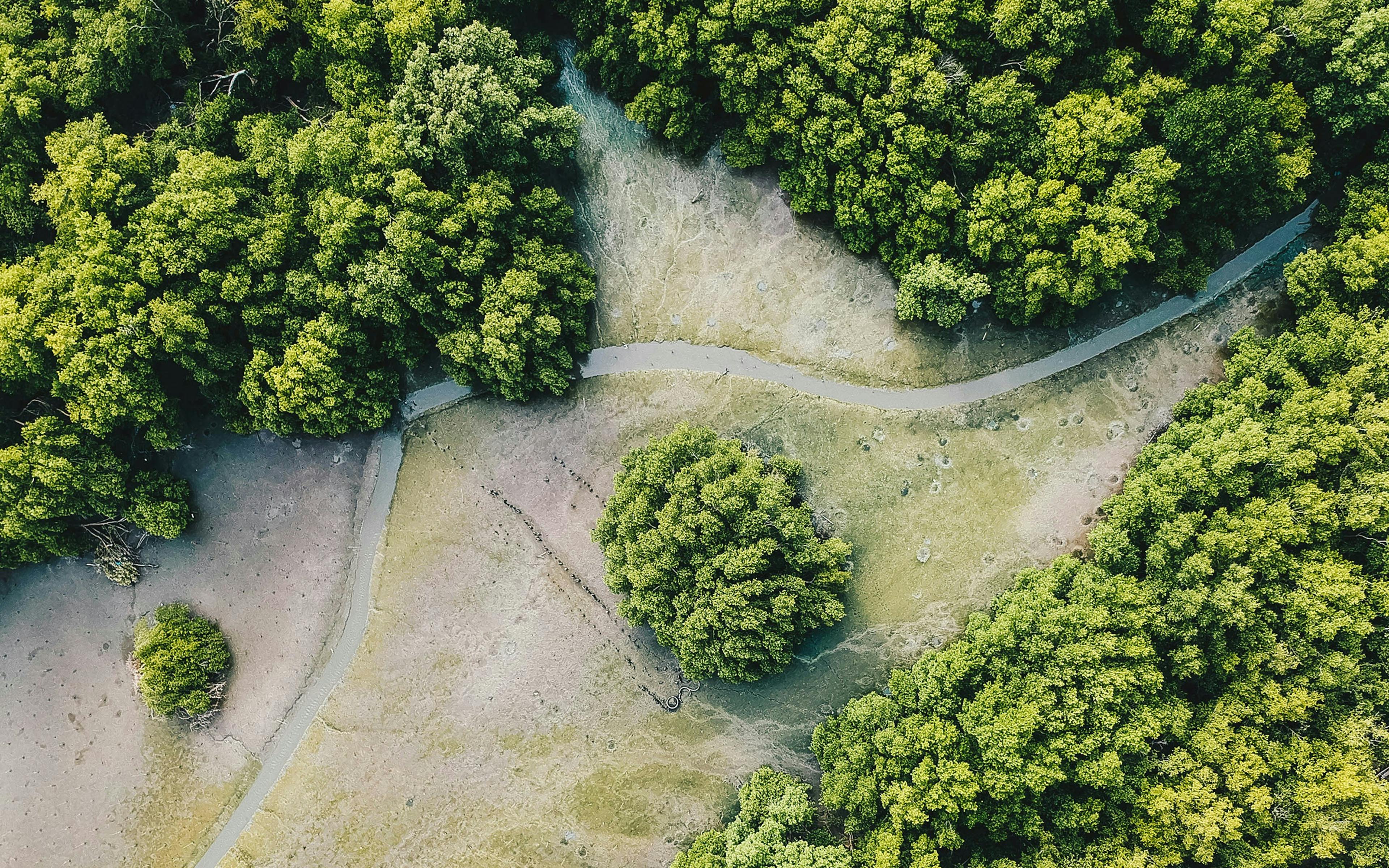 Aerial view of mangroves.