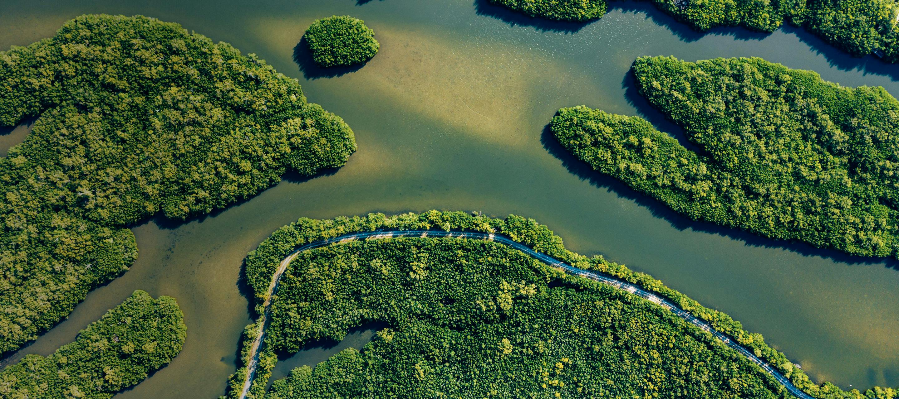 Aerial view of mangroves.