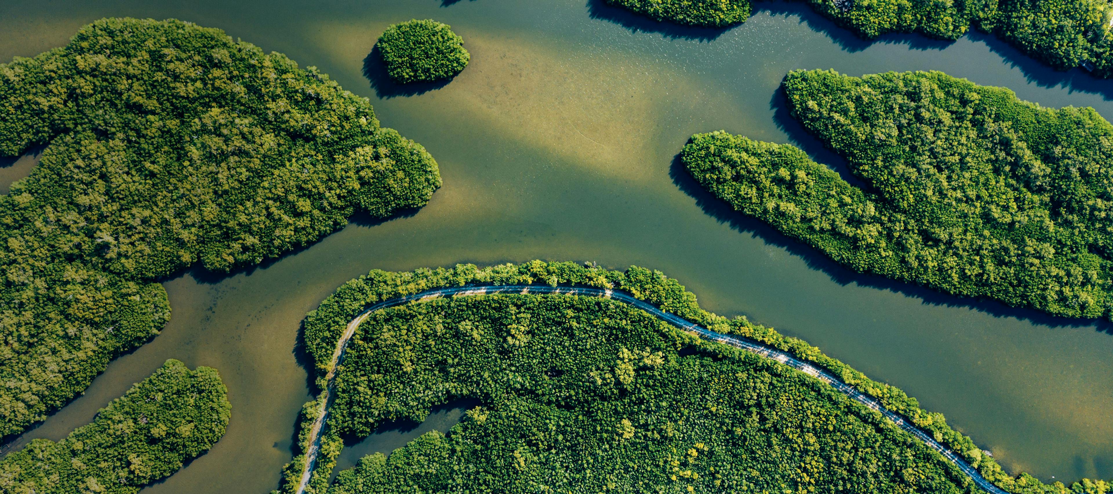 Aerial view of mangroves.